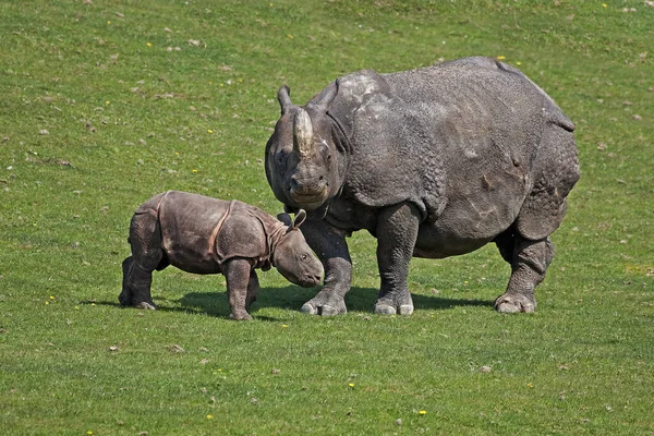 Rinoceronte Indiano Rinoceronte Unicornis Mãe Com Bezerro — Fotografia de Stock