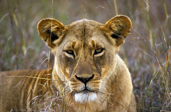 Αφρικανικό Λιοντάρι Πάνθηρα Λέο Πορτρέτο Της Γυναίκας Κένυα — Φωτογραφία Αρχείου
