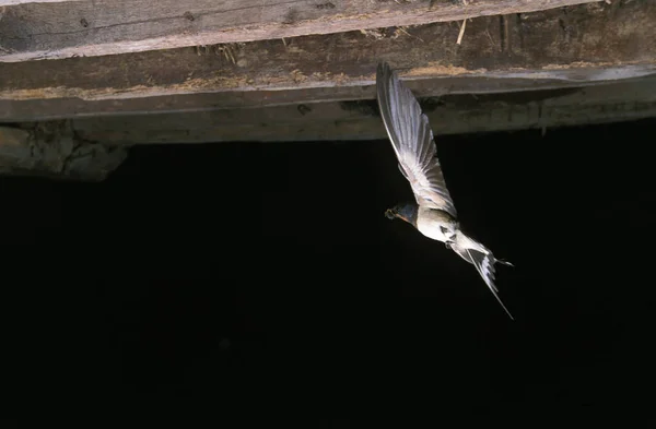 Barn Swallow Hirundo Rustica Fligh Yetişkin Fransa Normandiya — Stok fotoğraf