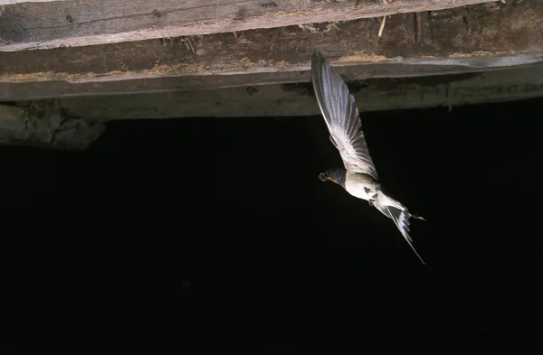 Granero Golondrina Hirundo Rustica Adulto Fligh Normandía Francia — Foto de Stock