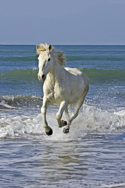 Камарг Кінь Кінь Скаче Пляжі Сент Марі Мер Південному Сході — стокове фото