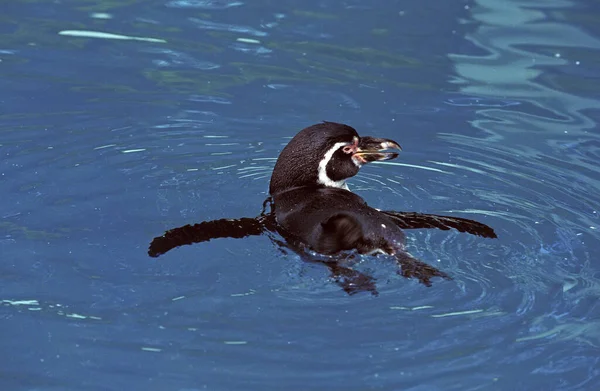 Humboldt Penguin Spheniscus Humboldti Dospělý Stojící Vodě — Stock fotografie