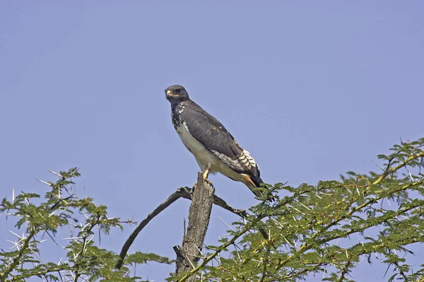 Augur Buzzard Buteo Augur Adult Standing Top Acacia Tree Kenya — Stock Photo, Image