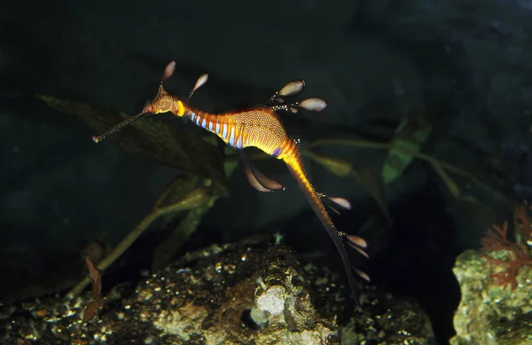 Weedy Seadragon Phyllopteryx Taeniolatus Adulto — Foto de Stock