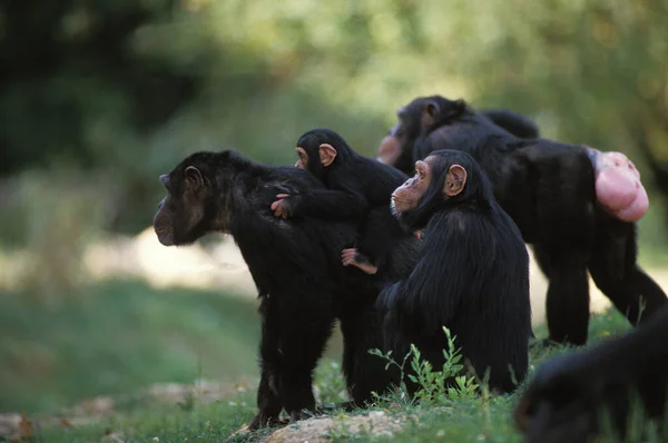 Chimpancé Pan Trogloditas Grupo Con Adultos Jóvenes — Foto de Stock