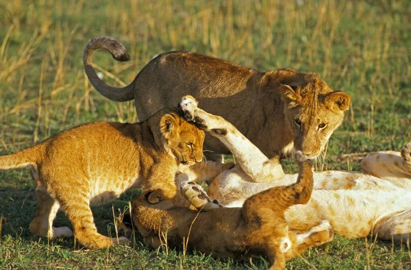 León Africano Pantera Leo Mujeres Jugando Con Cub Masai Mara — Foto de Stock