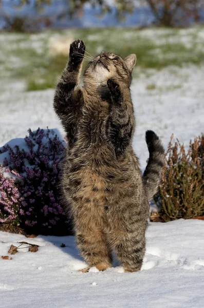 Brown Tabby Katt Kvinna Spelar Snö Normandie — Stockfoto