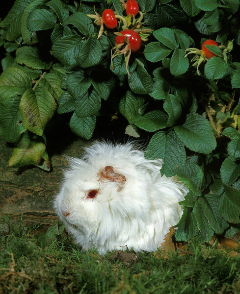 Guinea Pig, cavia porcellus, Adult 