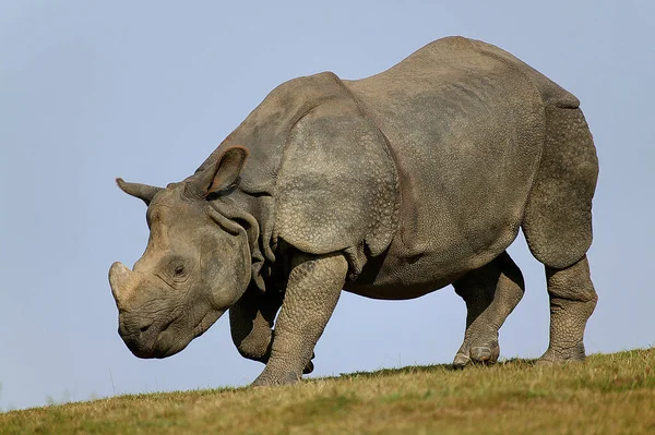 Indisches Nashorn Nashorn Unicornis Erwachsener Steht Auf Gras Vor Blauem — Stockfoto