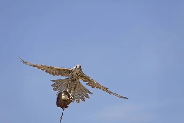 Saker Falcon Falco Cherrug Adult Flight Catching Lure Falconer — Stock Photo, Image