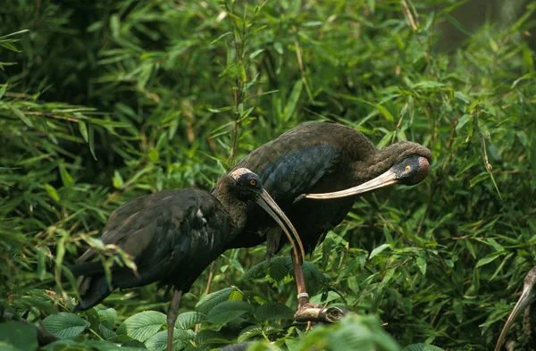 Ibis Noir Pseudibis Papillosa Toilettage Des Adultes — Photo