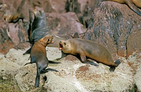 California Sea Lion Zalophus Californianus Adultos Pie Sobre Rocas California — Foto de Stock