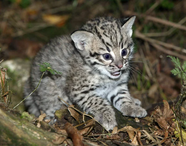 Geoffroy Cat Oncifelis Geoffroyi Kitten — Stockfoto