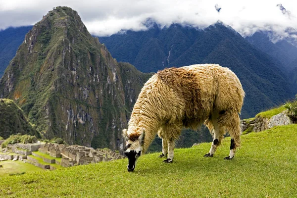 Llama Lama Glama Adulto Ciudad Perdida Los Incas Machu Picchu — Foto de Stock