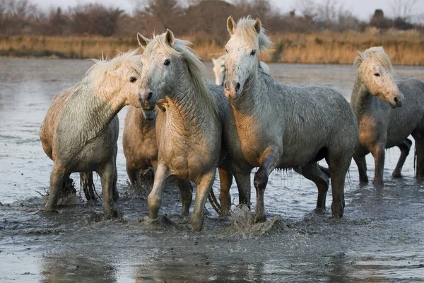 Camargue Horse Herd Álló Mocsár Saintes Marie Mer Délkelet Franciaországi — Stock Fotó