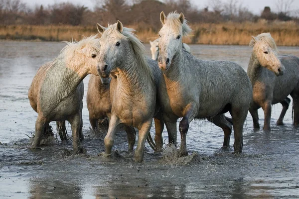 Cavallo Camargue Mandria Piedi Nella Palude Saintes Marie Mer Nel — Foto Stock