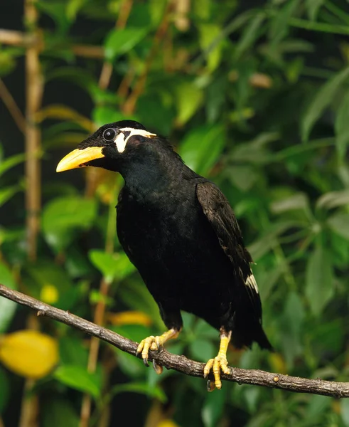 Hill Mynah Gracula Religiosa Dospělý Stojící Větvi — Stock fotografie