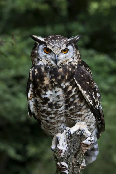 Cape Eagle Owl Bubo Capensis Vuxen Stående Post — Stockfoto
