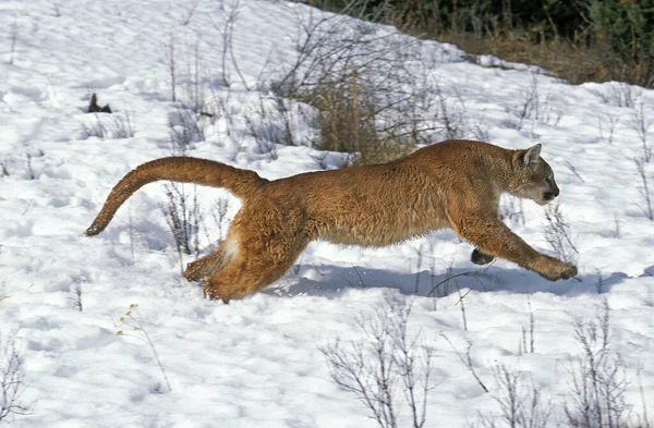 Kuguar Puma Concolor Bieg Dorosłych Śniegu Montana — Zdjęcie stockowe