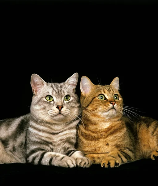 Barna Tabby Ezüst Tabby Domestic Cat Macskák Ellen Fekete Háttér — Stock Fotó