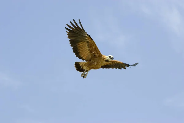 Schwarzhalsfalke Busarellus Nigricollis Erwachsener Auf Der Flucht Los Lianos Venezuela — Stockfoto