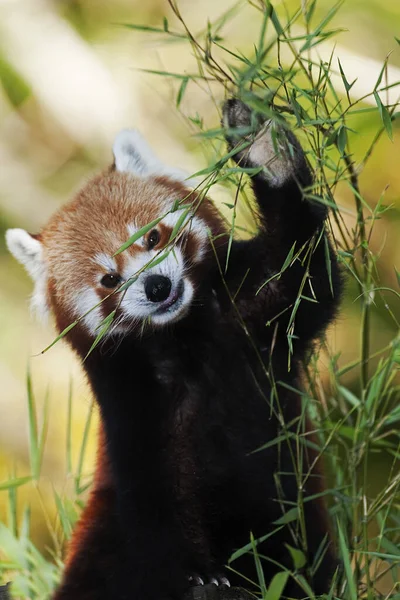 Panda Rouge Ailurus Fulgens Adulte Mangeant Bambou — Photo