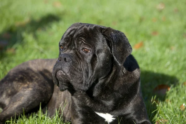 Cane Corso Psia Rasa Włoch Dorosły Leżący Trawie — Zdjęcie stockowe