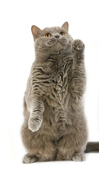 Lilac Self British Shorthair Domestic Cat Female Playing Standing Hind — Stock Photo, Image