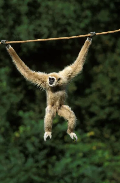 White Handed Gibbon Hylobates Lar Feminino Pendurado Liana — Fotografia de Stock