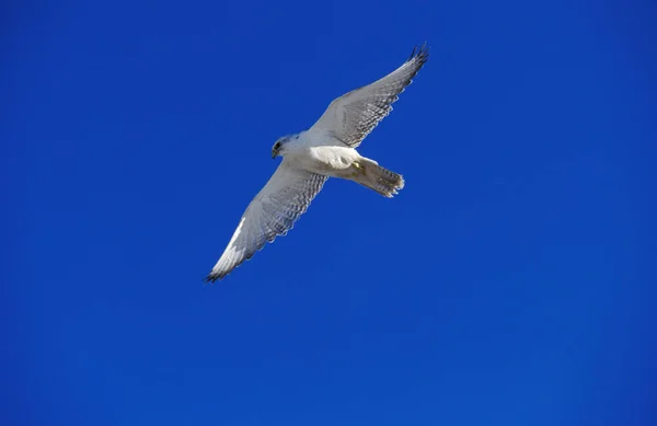 Gyrfalcon Falco Rusticolus Adult Flight Blue Sky Kanada — Zdjęcie stockowe