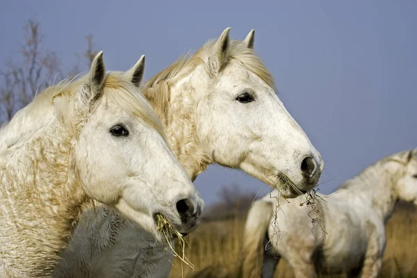 Camargue Horse Herd Álló Mocsár Saintes Marie Mer Délkelet Franciaországi — Stock Fotó