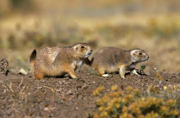 Black Tailed Prairie Dog Cynomys Ludovicianus Adults — Stock Photo, Image