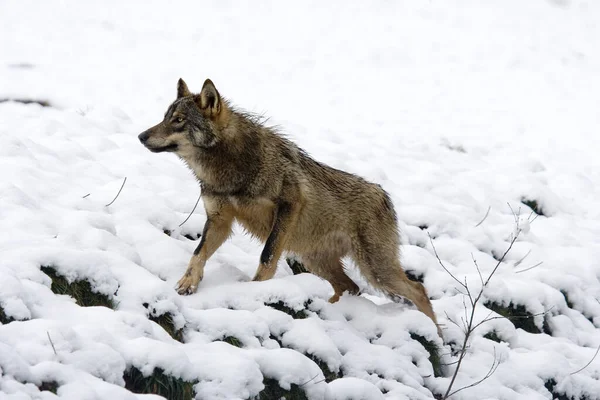 Ibérico Wof Canis Lupus Signatus Adulto Pie Sobre Nieve —  Fotos de Stock