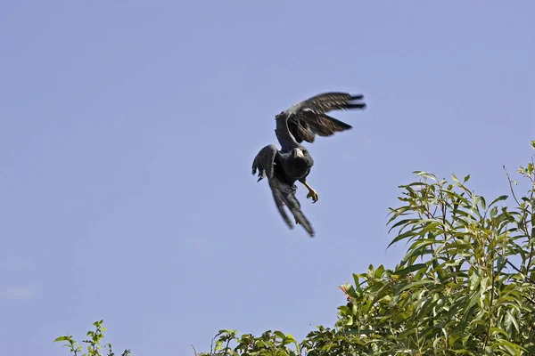 Grand Faucon Noir Buteogallus Urubitinga Adulte Vol Los Lianos Venezuela — Photo