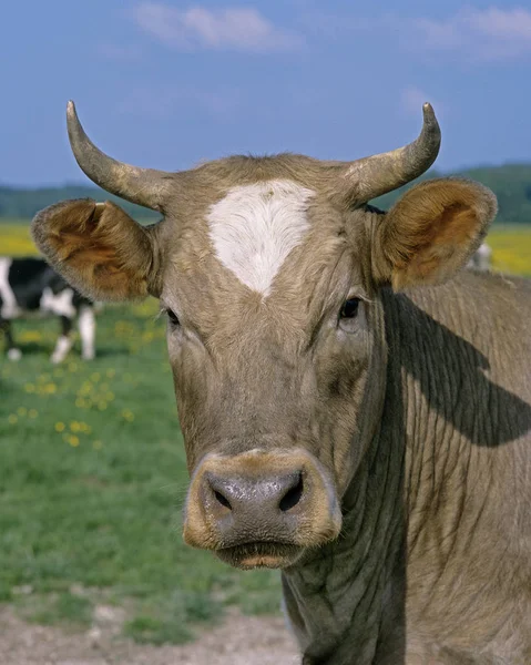 Bovinos Prado Retrato Vaca Normandia — Fotografia de Stock