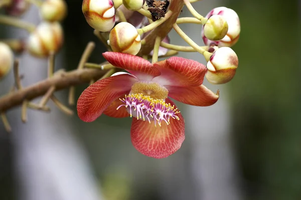 Tarapan Canonball Tree Couroupita Guianensis Delta Dell Irinoco Venezuela — Foto Stock