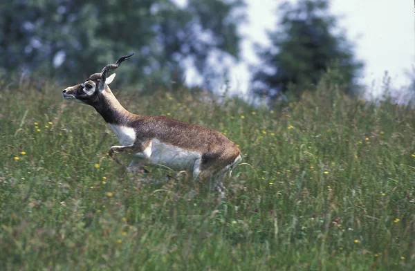 Blackbuck Antilope Antilope Cervicapra Hombre Pie Long Grass —  Fotos de Stock