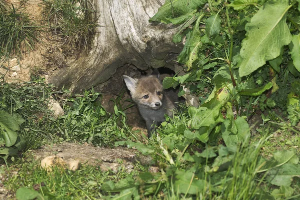 Red Fox Sępy Sępy Szczeniak Stojący Przy Wejściu Den Normandia — Zdjęcie stockowe