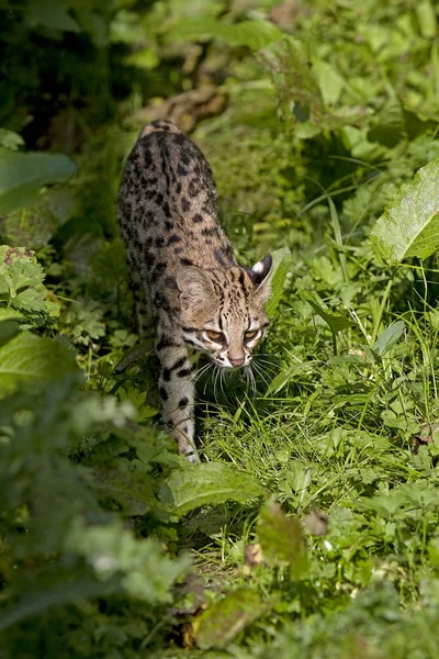 Tigris Macska Vagy Oncilla Leopardus Tigrinus Felnőtt Séta — Stock Fotó