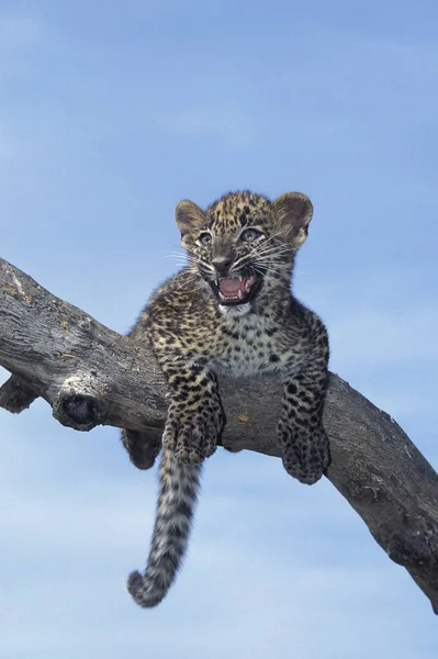 Leopard Panthera Pardus Cub Standing Branch Calling Out — Stock Photo, Image