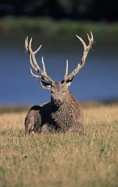 Red Deer Cervus Elaphus Stag Lay Grass — 스톡 사진