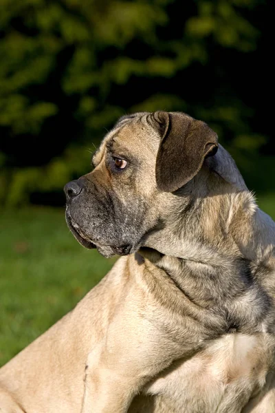 Cane Corso Dog Breed Italy Portrait Adult — Stok fotoğraf