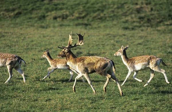 Fallow Deer Dama Dama Herd Male Females Running Grass — 스톡 사진