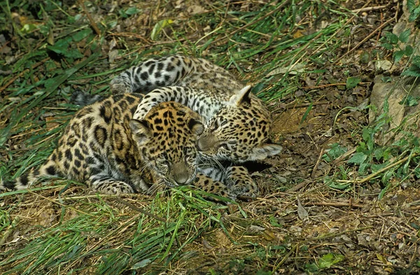 Jaguar Panthera Onca Cub Bermain — Stok Foto