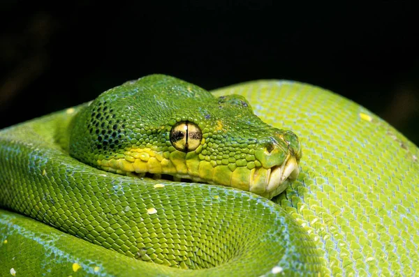 Yeşil Ağaç Pitonu Morelia Viridis Başa Yakın Durun — Stok fotoğraf