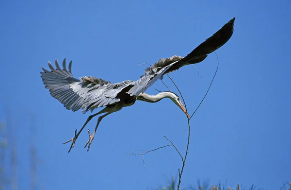 Grey Heron Ardea Cinerea Vuxen Flyg Med Häckande Material Näbb — Stockfoto