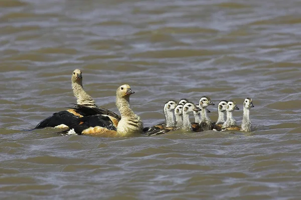 Orinoco Gans Neochen Jubata Paren Met Kuikens Het Water Los — Stockfoto