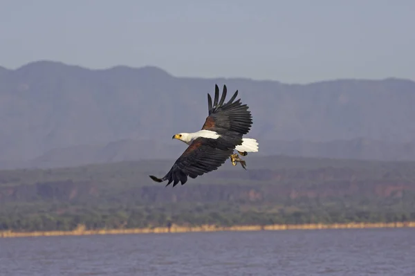 Afrikansk Fish Eagle Haliaeetus Vocifer Vuxen Flyg Med Fisk Claws — Stockfoto