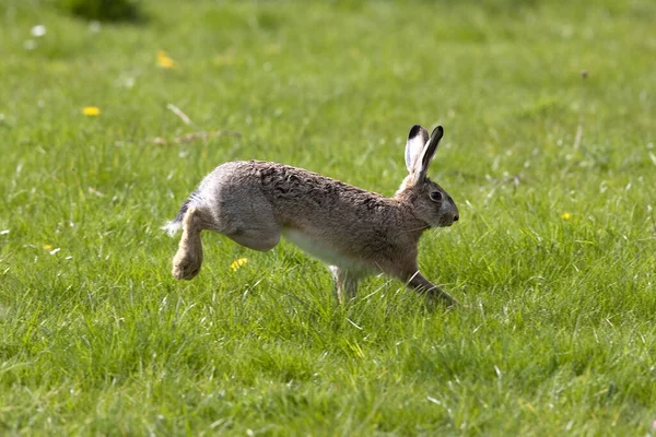 European Brown Hare Lepus Europaeus Adult Running Grass Normandia — Fotografia de Stock