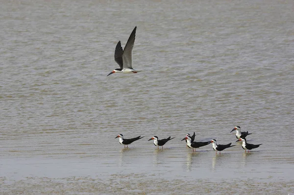 Black Skimmer Rynchops Niger Grupo Pie Agua Los Lianos Venezuela — Foto de Stock